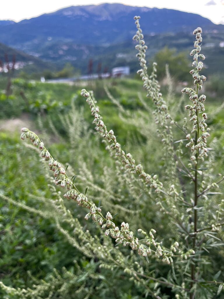 Beifuß